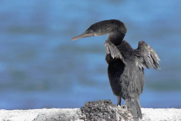 Flightless Cormorant (Phalacrocorax harrisi), Fernandina, Galapagos Islands, Ecuador