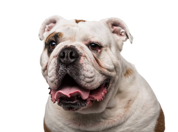 istock English Bulldog (6 years old) 1067580734