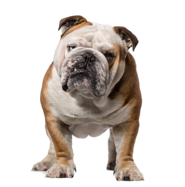 istock English Bulldog (3 years old) 1067580804