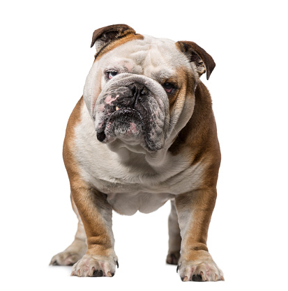 Tough-looking British Bulldog staring and sticking its tongue out.