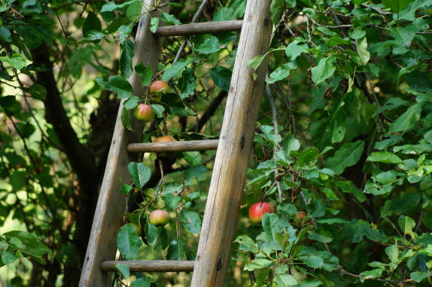 Boy picking peaches