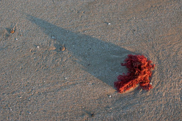 Seaweed in the beach Seaweed on the sand Antithamnion plúmula red algae stock pictures, royalty-free photos & images