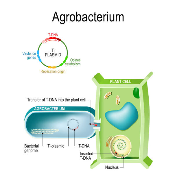 ilustrações, clipart, desenhos animados e ícones de transferência de t-dna na célula vegetal de agrobacterium. esta bactéria é um engenheiro genético natural, o que pode a inserção de um - beginnings origins creation molecule