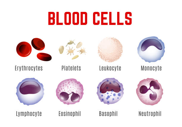 Blood Cells Poster Blood cells types. Editable vector illustration isoated on white background. Erythrocytes, plateletes, leukocytes, lymphocytes, monocytes and more. Educational medical poster in landscape format. white blood cell stock illustrations