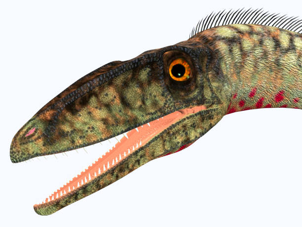 Desmatosuchus 恐竜の頭 - アメリカ合衆国のストックフォトや画像を