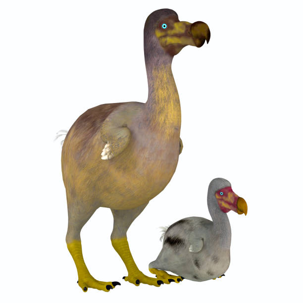 dodo bird female with young - wildfowl imagens e fotografias de stock