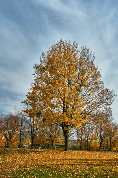 istock Colorful autumn leaves on a tree in a park 1067595396