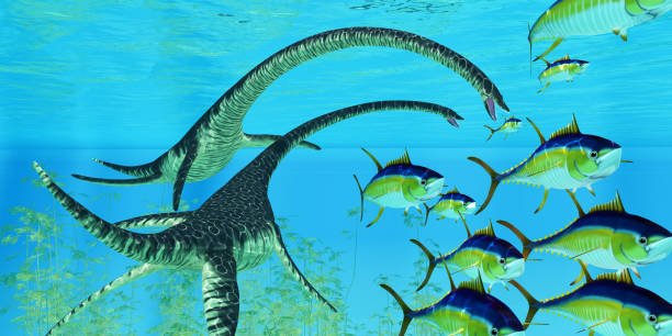 reptil acuático elasmosaurus - tuna sea underwater fish fotografías e imágenes de stock