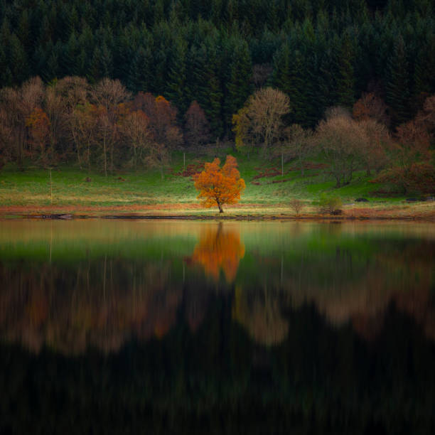 outono começa no loch voil - self reflection - fotografias e filmes do acervo