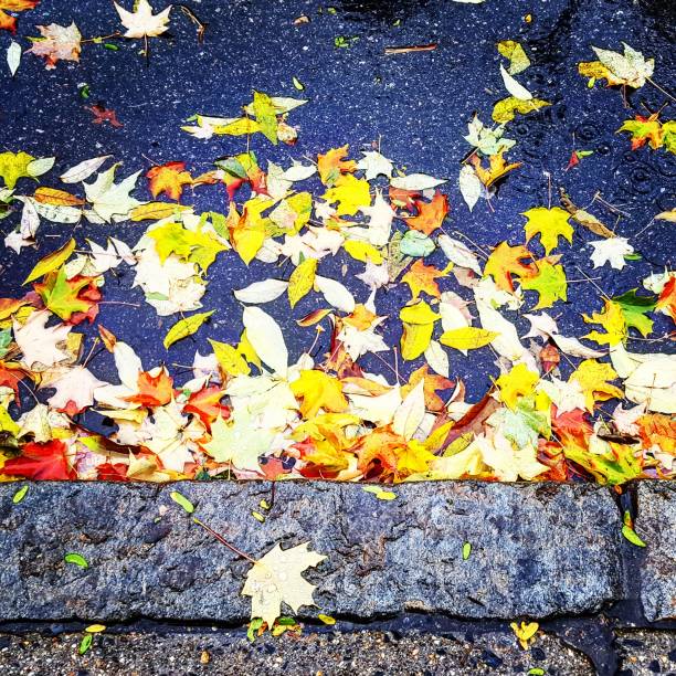 istock Wet colorful leaves curbside 1067606690