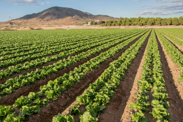 istock lettuce cultivation with mountain in the background 1067610280
