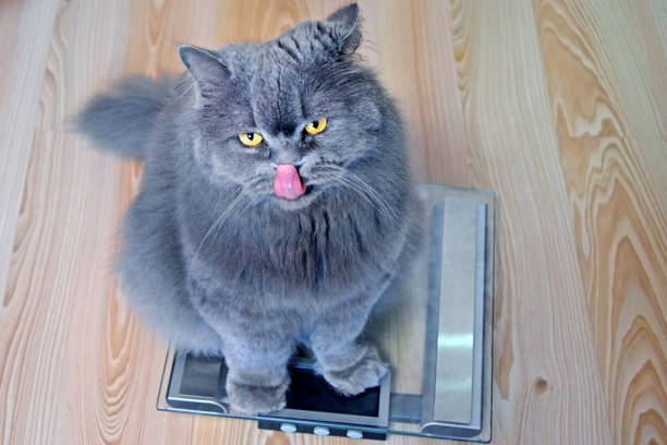 the hungry gray big long-haired british cat sits on the scales and licking. concept weight gain during the new year holidays, obesity, diet for the cat. - large cat imagens e fotografias de stock