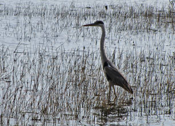 istock Heron hunting in the swamp 1067615738
