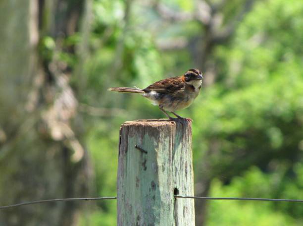 istock Bird on the farm fence 1067615926