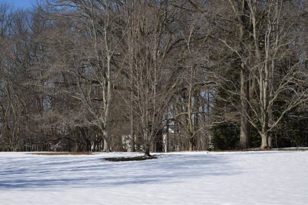 istock snow covered ground in the park 1067618094