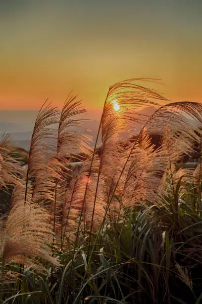 Chinese silvergrass in sunset background at New Taipei City, Taiwan