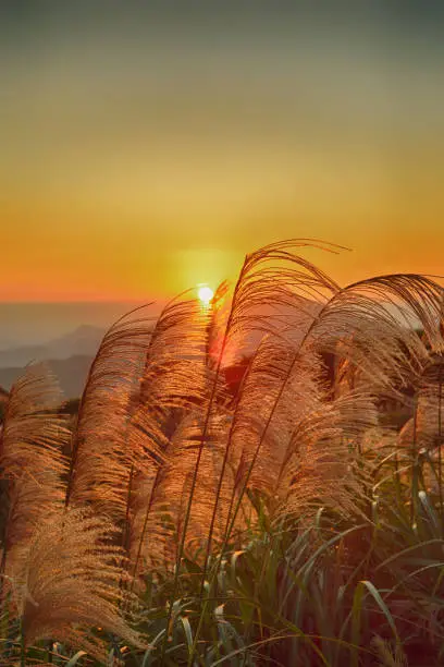 Chinese silvergrass in sunset background at New Taipei City, Taiwan