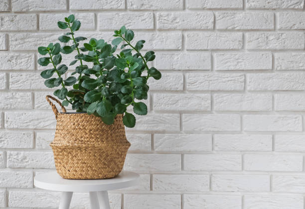 istock Green plant in a decorative basket in modern interior 1067628344