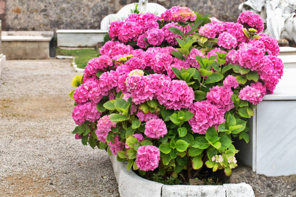 istock Bush of a pink hydrangea at the cemetery 1067629892