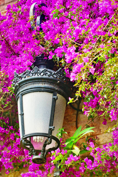 istock Streetlight in the blossoming bugenvilliya 1067629904