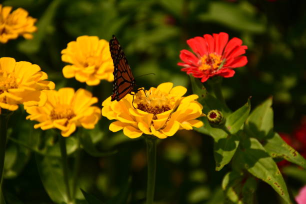 istock Summer Flowers, gettysburg 1067630212