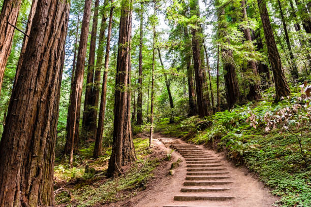 istock Redwood forest in Muir Woods National Monument 1067634028