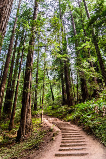 istock Redwood forest in Muir Woods National Monument 1067635560