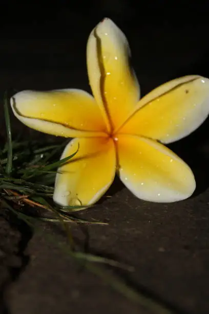 Frangipani is exotic flower. Tropical flower because usually grow in tropical region. colorful and beautiful