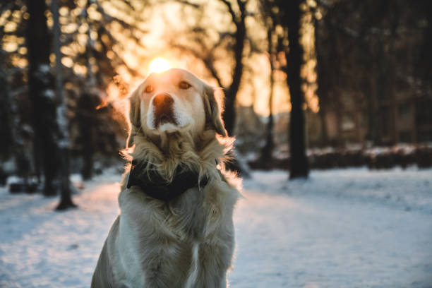 istock Golden retriever posing in winter park 1067640650