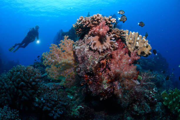 Scuba diver explores the colourful coral reefs of Beqa Lagoon, Fiji stock photo