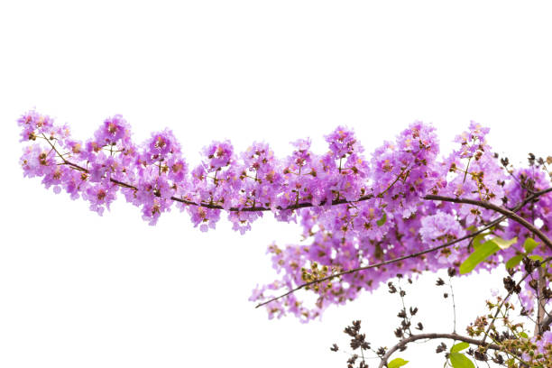 istock Lagerstroemia floribunda flower 1067648680