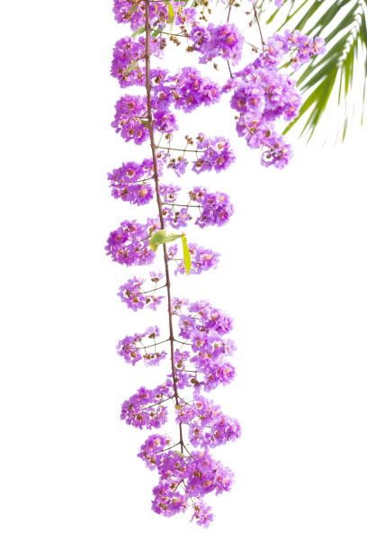 istock Lagerstroemia floribunda flower 1067648682