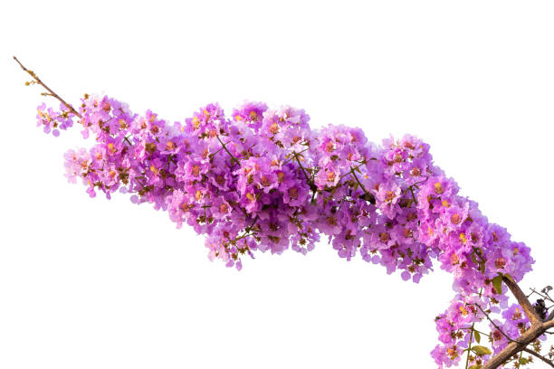 istock Lagerstroemia floribunda flower 1067648690