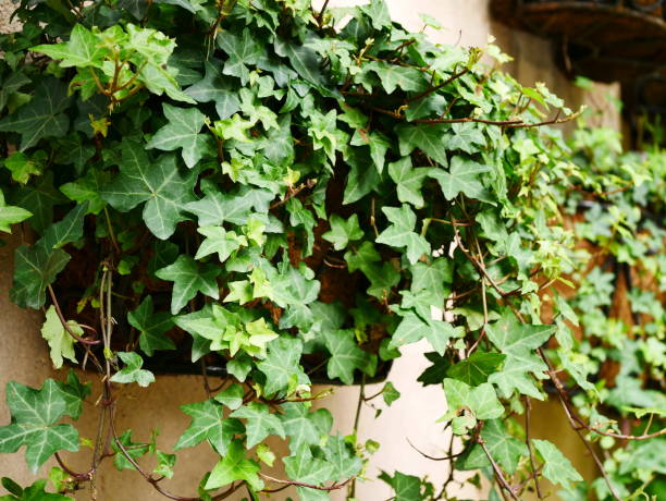 istock Ivy Leaves in garden 1067650152