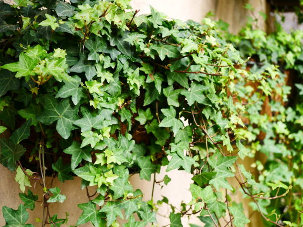 istock Ivy plant in garden 1067651004