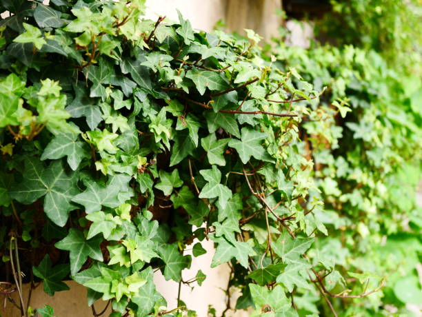istock Ivy Leaves in garden 1067651060