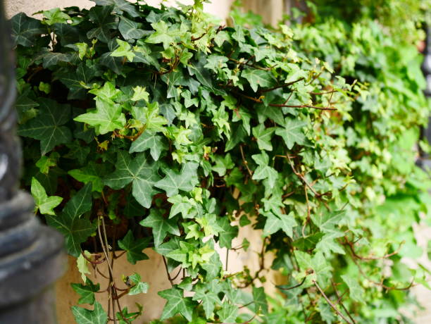 istock Ivy plant in garden 1067651070