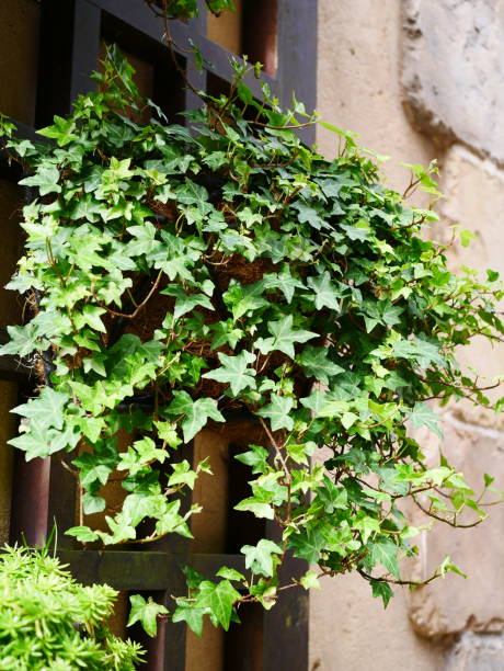 istock Ivy plant in garden 1067652420