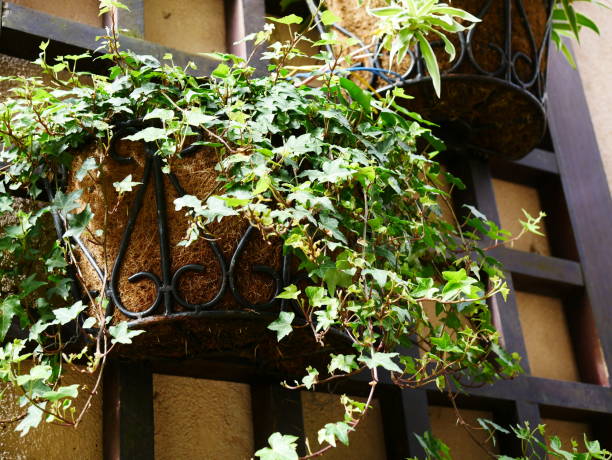 istock Ivy plant in garden 1067652466