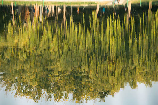 Watercolor of reflection tree in a park
