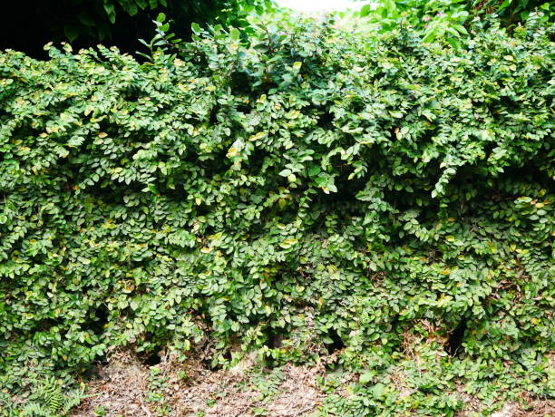 istock Green plants wall in asia garden 1067654584