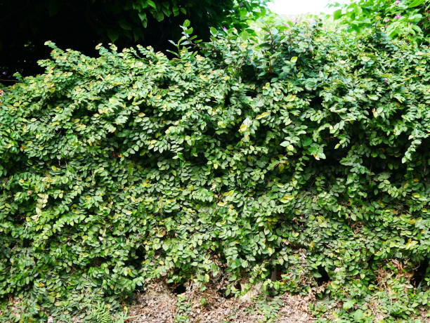 istock Bright green wall of leaves 1067654594