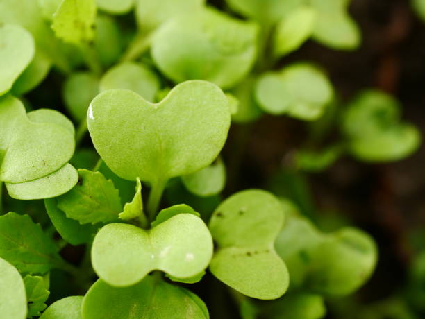 istock Texture of green leaves 1067654684
