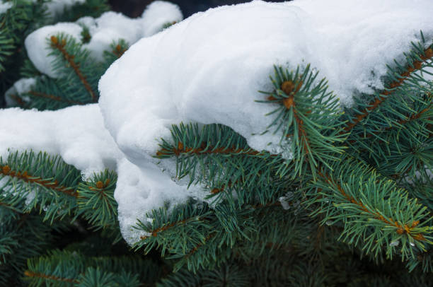 istock Green fluffy fir tree branch in the snow 1067657112