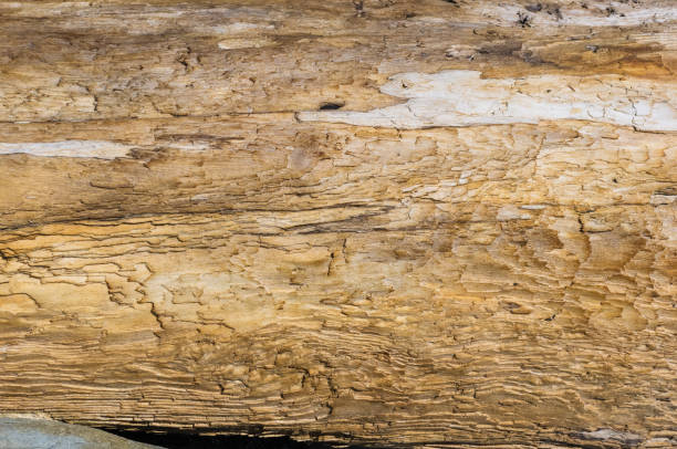 textura de madera, lavado para arriba por el mar - driftwood beach wood macro fotografías e imágenes de stock