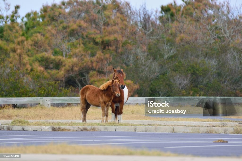 Assateague Pony Mare and Yearling An Assateague mare is acting protectively and still tending to her yearling daughter as winter approaches the  Assateague Island National Seashore in this pose for her family album.  Photo by Bob/Marcia Balestri dba Joesboy Animal Stock Photo
