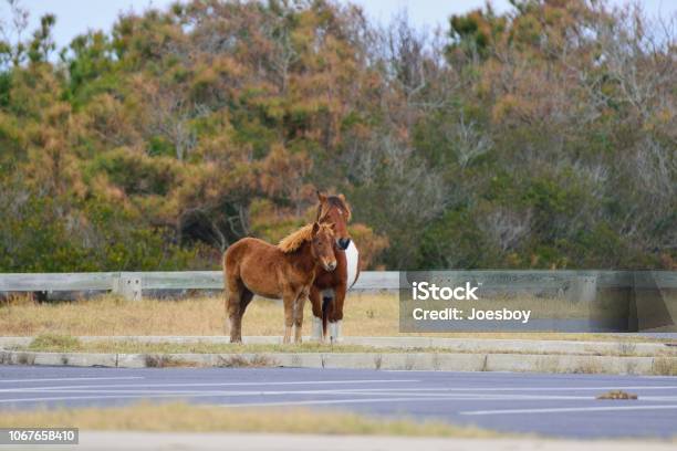 Assateague Pony Mare And Yearling Stock Photo - Download Image Now - Animal, Animal Behavior, Animal Family