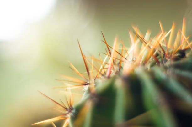 Cactus echinopsis tubiflora, selective focus, close up Cactus echinopsis tubiflora, selective soft focus, black background organ pipe coral stock pictures, royalty-free photos & images