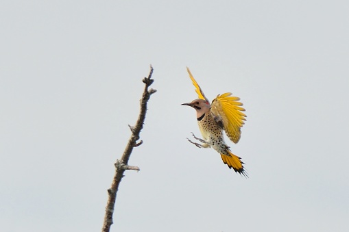 A Northern Flicker, Colaptes auratus, spreads its wings to give a view of the bright gold plumage.  It used to be named the Golden Shafted Flicker, a much better name than it got left with by the naturalist. Photo by Bob/Marcia Balestri dba Joesboy