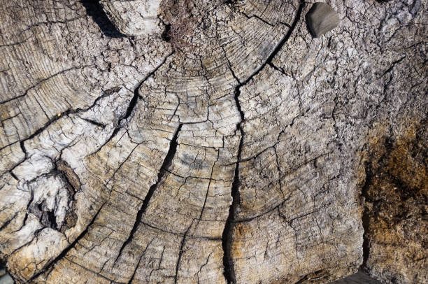 textura de madera, lavado para arriba por el mar - driftwood beach wood macro fotografías e imágenes de stock